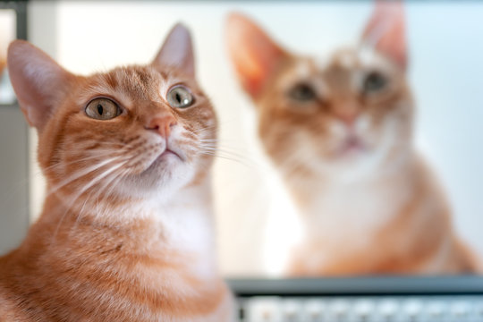 gato atigrado frente a su retrato en la pantalla de la computadora