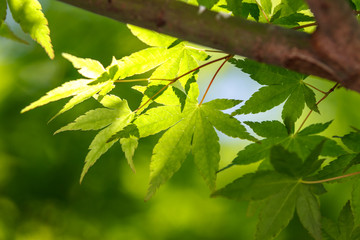 緑のモミジ　初夏イメージ