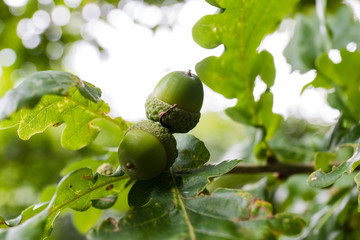 Green acorns on a branch