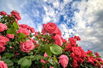 バラの花
