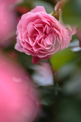 バラの花