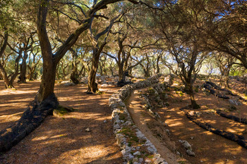 Fototapeta premium Ancient old olive grove in Mediterranean in Greece