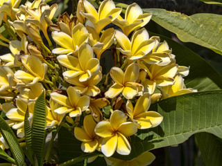 Beautifully blooming plumeria tree with yellow flowers. Nusa Penida, Indonesia