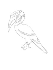 vector illustration of toucan bird