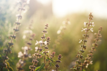 Dandelion flowers,  Golden rays of the sun ,Warm and bright  background