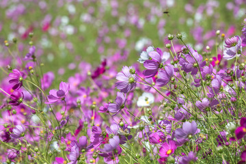 コスモス畑　秋イメージ