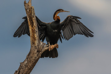 African Darter drying her wings. Lake Baringo, Kenya.