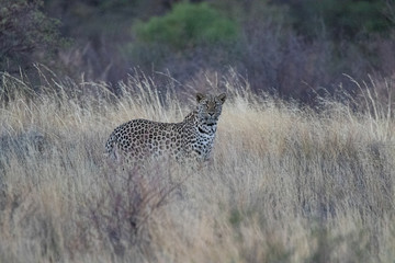 Leopard Mabuasehube Botswana
