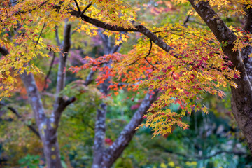 紅葉　秋イメージ