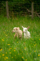 Obraz premium Golden Guernsey Goat