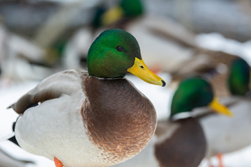 Mallard ducks thriving during the winter in Maine