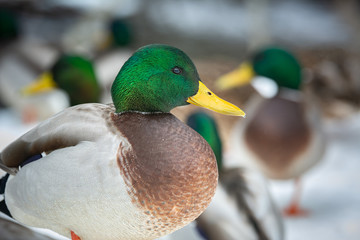 Mallard ducks thriving during the winter in Maine