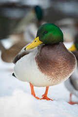 Mallard ducks thriving during the winter in Maine