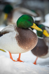 Mallard ducks thriving during the winter in Maine