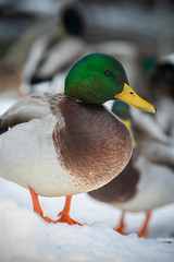 Naklejka na ściany i meble Mallard ducks thriving during the winter in Maine