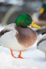 Mallard ducks thriving during the winter in Maine