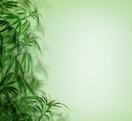 Green cannabis background, cultivation vegetation marijuana plants,  marijuana leaves and herb medicinal Border.