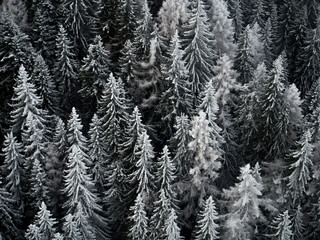Frozen Trees in Forest Mountain 