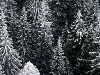 Frozen Trees in Forest Mountain 
