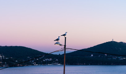 Obraz premium Two seagulls in twilight are sitting on a light pole against the background of the sea and two large hills, watching everything around them like a watchmens.