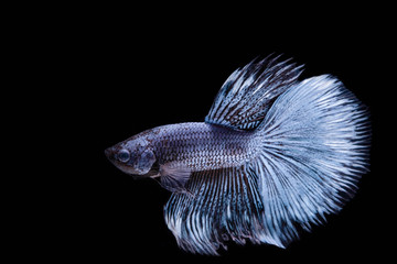 The Moving Moment of White Grey Silver Metallic Half Moon Betta Splendens or Siamese Fighting Fish on Black Background