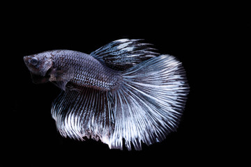 The Moving Moment of White Grey Silver Metallic Half Moon Betta Splendens or Siamese Fighting Fish on Black Background