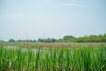 The seedlings of rice plants are germinating in the fields