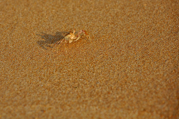 Little crab on the yellow sand on the beach of the Indian Ocean.