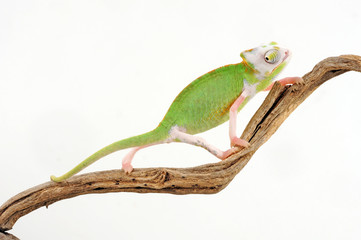 Veiled chameleon / Jemenchamäleon (Chamaeleo calyptratus) Halbalbino