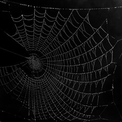 Beautiful black and white spider web, completely covered with frost droplets