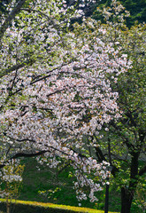 Fototapeta na wymiar Cherry blossom in Tokyo, Japan