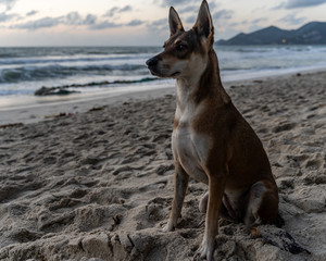 Stray Dog at the Beach in Koh Samui, Thailand 