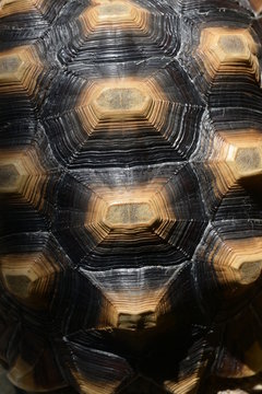 pattern of hard tortoiseshell, closeup image of turtle animal