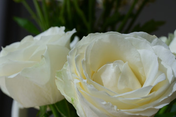 beautiful white rose flower blossom in the morning day