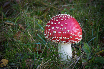 champignon: ammanite phalloïde en automne