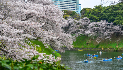 Cherry blossom in Tokyo, Japan
