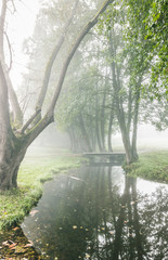 ruisseau dans le brouillard