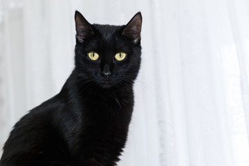 portrait of a black cat on a white background