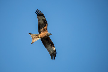 Red Kite in flight