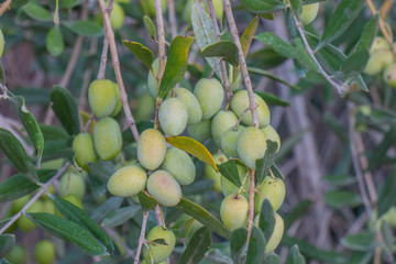 The fruits and leaves of the olive tree