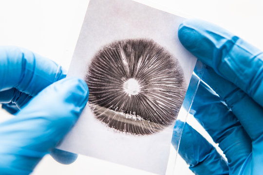 Spore imprint of psilocybin fungi. White background. The technology of growing magic mushrooms. Spore macro psilocybe cubensis. Shrooms Cultivation. Mycology and medicine.