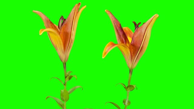 Blooming yellow lily flower buds green screen, FULL HD. (Lilium), timelapse