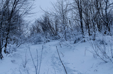 Bieszczady las zima 