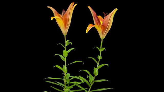 Blooming yellow lily flower buds ALPHA matte, FULL HD. (Lilium), timelapse