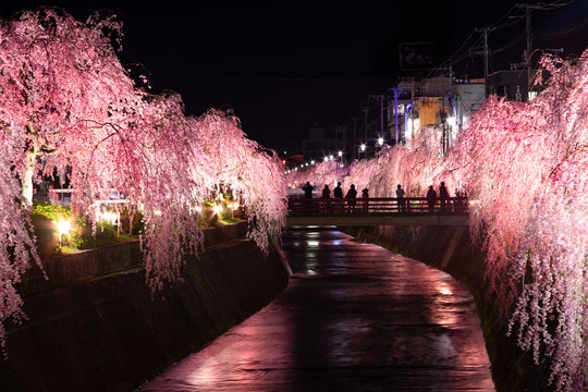 7 025 最適な しだれ桜の花 画像 ストック写真 ベクター Adobe Stock