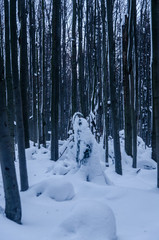 Zimowy las w Bieszczadach 