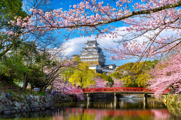 Cherry blossoms and castle in Himeji, Japan. © tawatchai1990