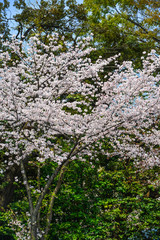 Cherry blossom in Tokyo, Japan