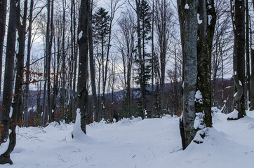 Bieszczady las zima 