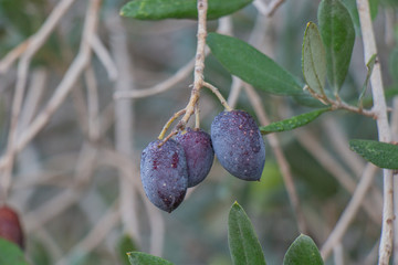 The fruits and leaves of the olive tree